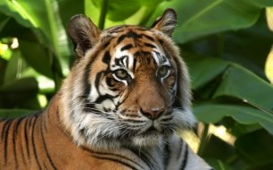 Fondo de pantalla de Majestuoso tigre en alta calidad para wallpaper 4K