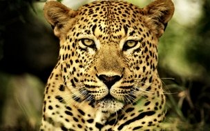 Fondo de pantalla de Leopardo imponente: fondo de pantalla 4K alta calidad
