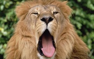 Fondo de pantalla de Imponente león en alta calidad 4K para fondo de pantalla.