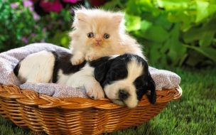 Fondo de pantalla de Tiernos gatito y cachorro en canasta - Wallpaper 4K HD