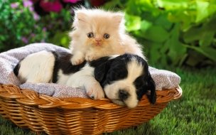 Fondo de pantalla de Tiernos gatito y cachorro en canasta - Wallpaper 4K HD