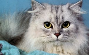 Fondo de pantalla de Gato persa en alta calidad: elegante fondo 4K para PC