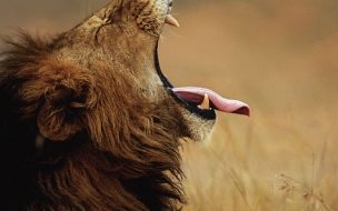 Fondo de pantalla de León majestuoso en 4K: fondo de pantalla HD impresionante