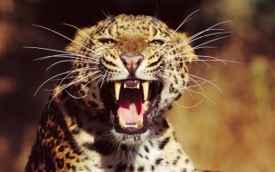 Fondo de pantalla de Leopardo rugiendo fondo de pantalla 4K alta calidad