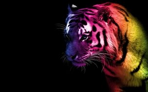 Fondo de pantalla de Tigre arcoíris en 4K, fondo de alta calidad y colorido