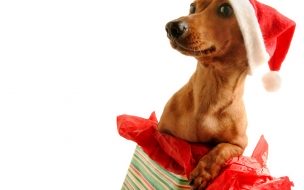 Fondo de pantalla de Fondos hd perrito como regalo