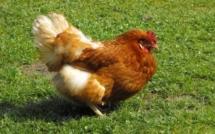 Fondo de pantalla de Fondo de pantalla gallina