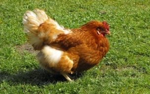 Fondo de pantalla de Fondo de pantalla gallina