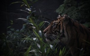 Fondo de pantalla de Tigre en la jungla: fondo de pantalla 4K alta calidad