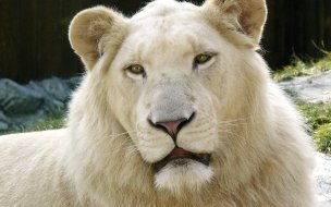 Fondo de pantalla de Majestuoso león blanco en 4K para fondo de pantalla