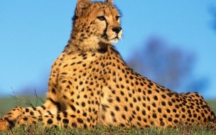 Fondo de pantalla de Cheetah en la sabana: Wallpaper 4K alta calidad