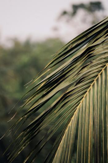 Fondo de pantalla de Fondo de Pantalla de pexels_30415249.jpg