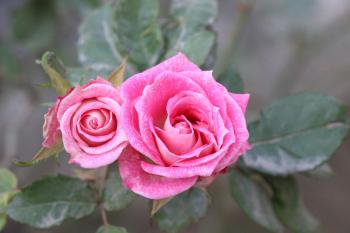 Fondo de pantalla de Fondo de Pantalla de pexels_30373099.jpg