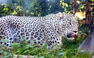 Fondo de pantalla de Leopardo majestuoso en la selva - Fondo 4K calidad HD
