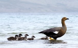 Fondo de pantalla de Fondo de pantalla de patos saliendo del agua