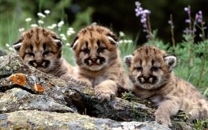Fondo de pantalla de Tiernos cachorros de puma en 4K - Fondos de pantalla