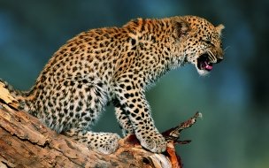 Fondo de pantalla de Leopardo en tronco: fondo de pantalla 4K alta calidad