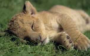Fondo de pantalla de Cachorro de león durmiendo en pradera, wallpaper 4K HD.