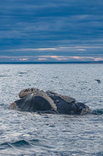 Fondo de pantalla de Fondo de Pantalla de pexels_13278060.jpg