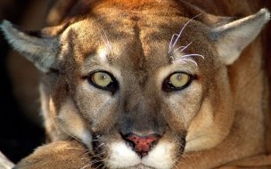 Fondo de pantalla de Majestuoso puma en alta calidad para fondos 4K