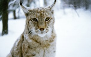 Fondo de pantalla de Lince en invierno: fondo de pantalla 4K alta calidad