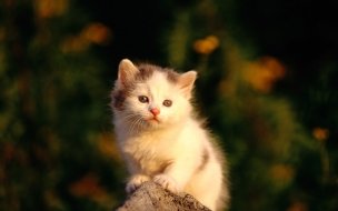 Fondo de pantalla de Gatito en campo, wallpaper 4K de alta calidad