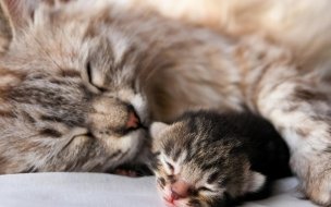 Fondo de pantalla de Gatos durmiendo: wallpaper de alta calidad y ternura