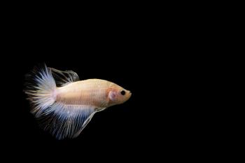 Fondo de pantalla de Fondo de Pantalla de pixabay_7758441.jpg