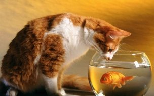 Fondo de pantalla de Gato curioso y pez dorado en 4K - Wallpaper HD