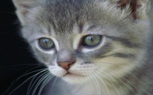 Fondo de pantalla de Gatito tierno en alta calidad para tu fondo de pantalla 4K