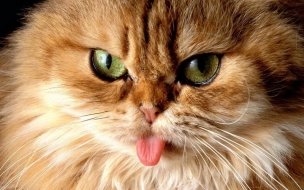 Fondo de pantalla de Gato gracioso sacando la lengua - Wallpaper 4K HD