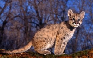 Fondo de pantalla de Puma bebé en bosque, wallpaper 4K alta calidad