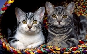 Fondo de pantalla de Tiernos gatitos en canasta de colores - Wallpaper 4K