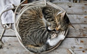 Fondo de pantalla de Gato durmiendo en cuerda, fondo de pantalla 4K HD