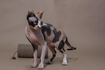 Fondo de pantalla de Fondo de Pantalla de pixabay_6998039.jpg