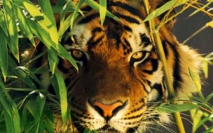 Fondo de pantalla de Tigre entre hojas de bambú, wallpaper 4K alta calidad