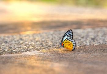 Fondo de pantalla de Fondo de Pantalla de pixabay_6594958.jpg