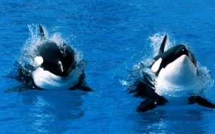 Fondo de pantalla de Ballenas orcas
