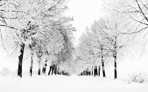 Fondo de pantalla de Arboles llenos de nieve