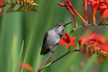 Fondo de pantalla de Fondo de Pantalla de pixabay_6476113.jpg