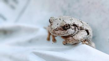 Fondo de pantalla de Fondo de Pantalla de pixabay_6507432.jpg