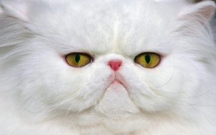 Fondo de pantalla de Gato persa en alta definición: Wallpaper felino 4K.