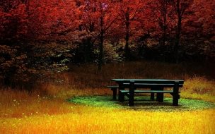 Fondo de pantalla de Banco en bosque otoñal