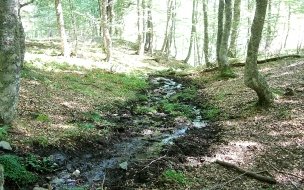 Fondo de pantalla de Bosque con riachuelo seco