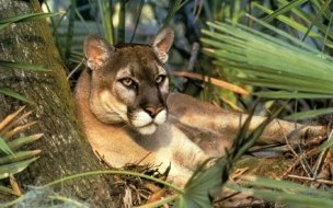 Fondo de pantalla de Fondo de pantalla 4K: majestuoso puma en la selva