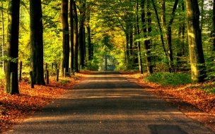 Fondo de pantalla de Camino en bosque