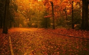 Fondo de pantalla de Camino en otoño