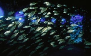 Fondo de pantalla de Cardumen de peces