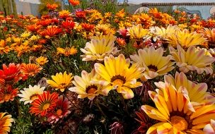 Fondo de pantalla de Beautiful Sun Flower