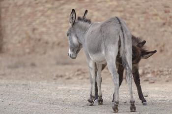 Fondo de pantalla de Fondo de Pantalla de pixabay_4844477.jpg